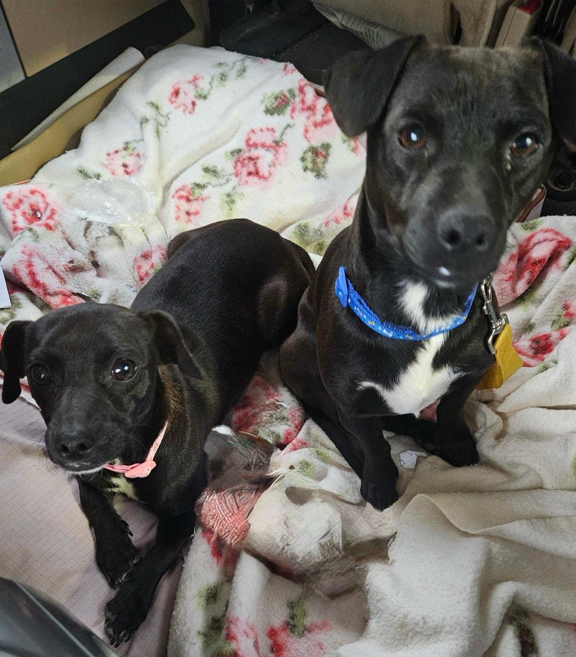 Bonnie and Clyde, a ADOPTABLE Mixed Breed in Danville, VT image 2/4