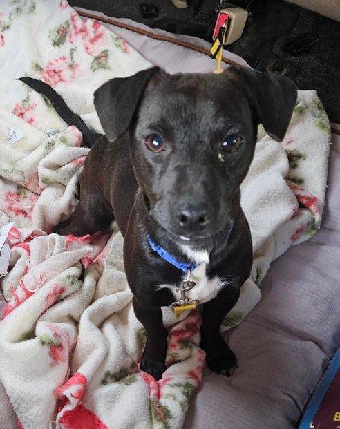 Bonnie and Clyde, a ADOPTABLE Mixed Breed in Danville, VT image 3/4