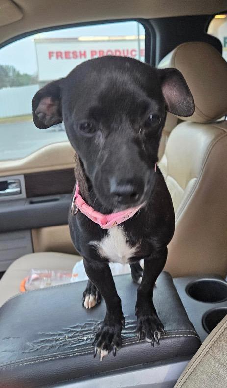Bonnie and Clyde, a ADOPTABLE Mixed Breed in Danville, VT image 4/4
