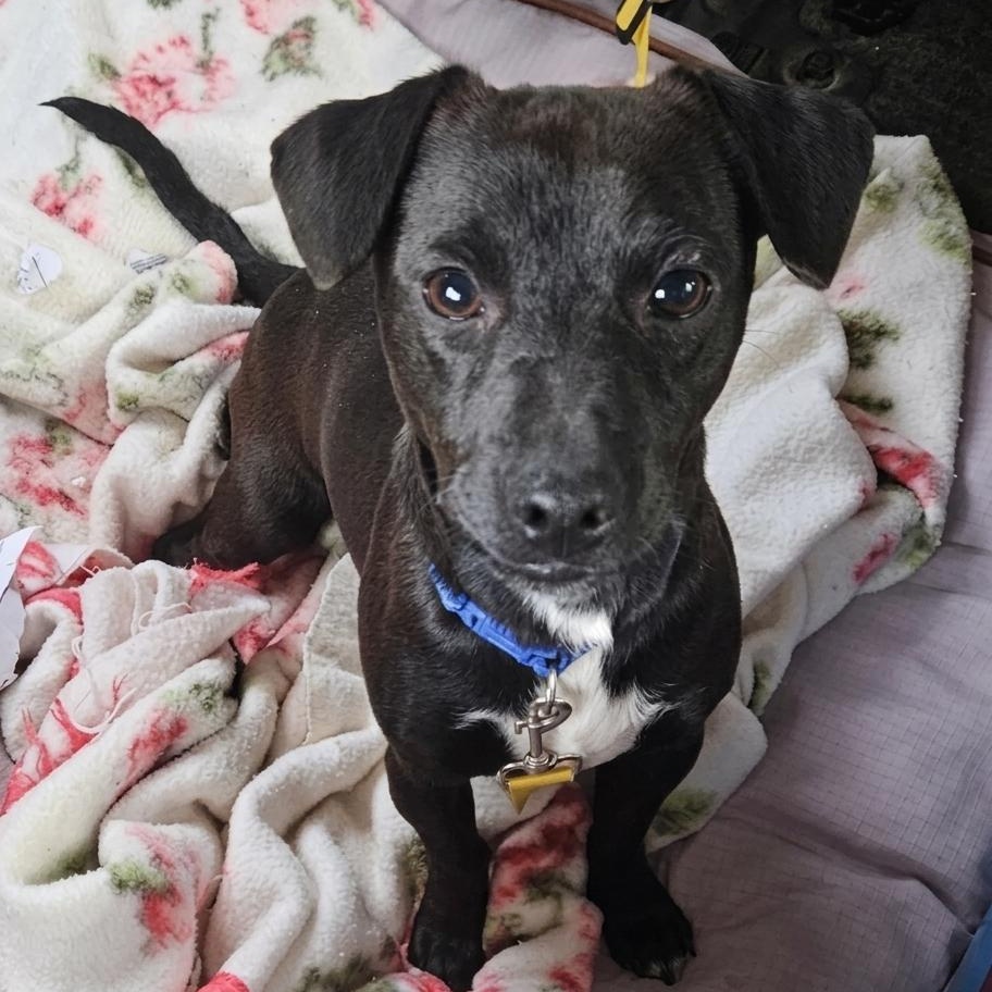 Clyde, ADOPTABLE, Young Male Chihuahua & Dachshund.