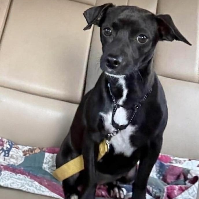 Enlarge Clyde, a ADOPTABLE mixed breed in Danville, VT image 2/4