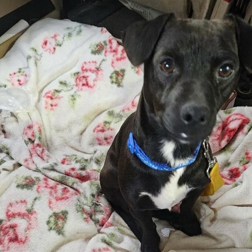 Enlarge Clyde, a ADOPTABLE mixed breed in Danville, VT image 4/4