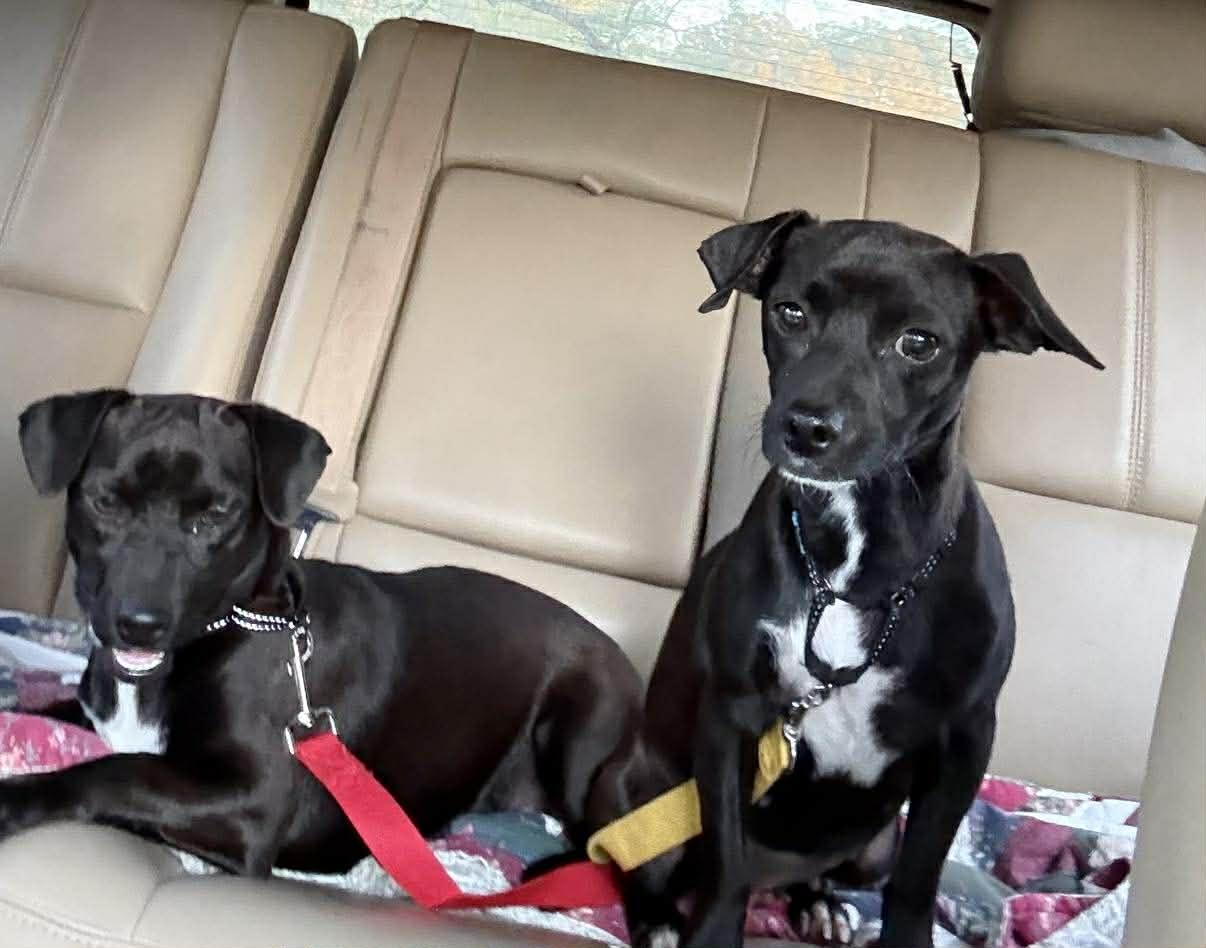 Bonnie and Clyde, a ADOPTABLE Mixed Breed in Danville, VT image 1/4