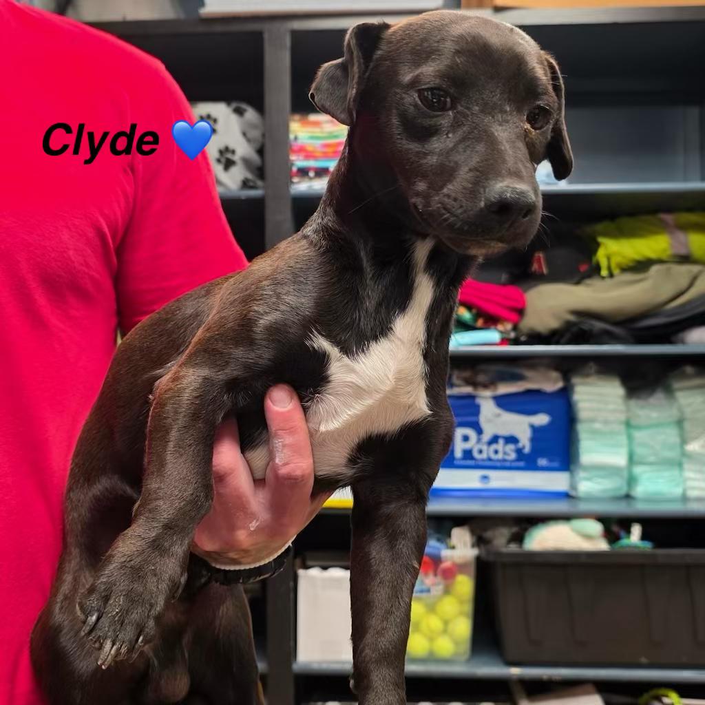 Enlarge Clyde, a ADOPTABLE mixed breed in Danville, VT image 3/4
