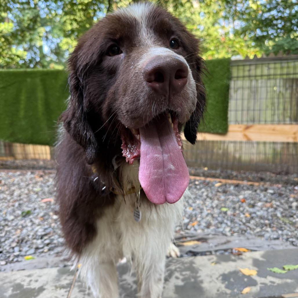 Brownie, Adoptable, Adult Male Newfoundland Dog.