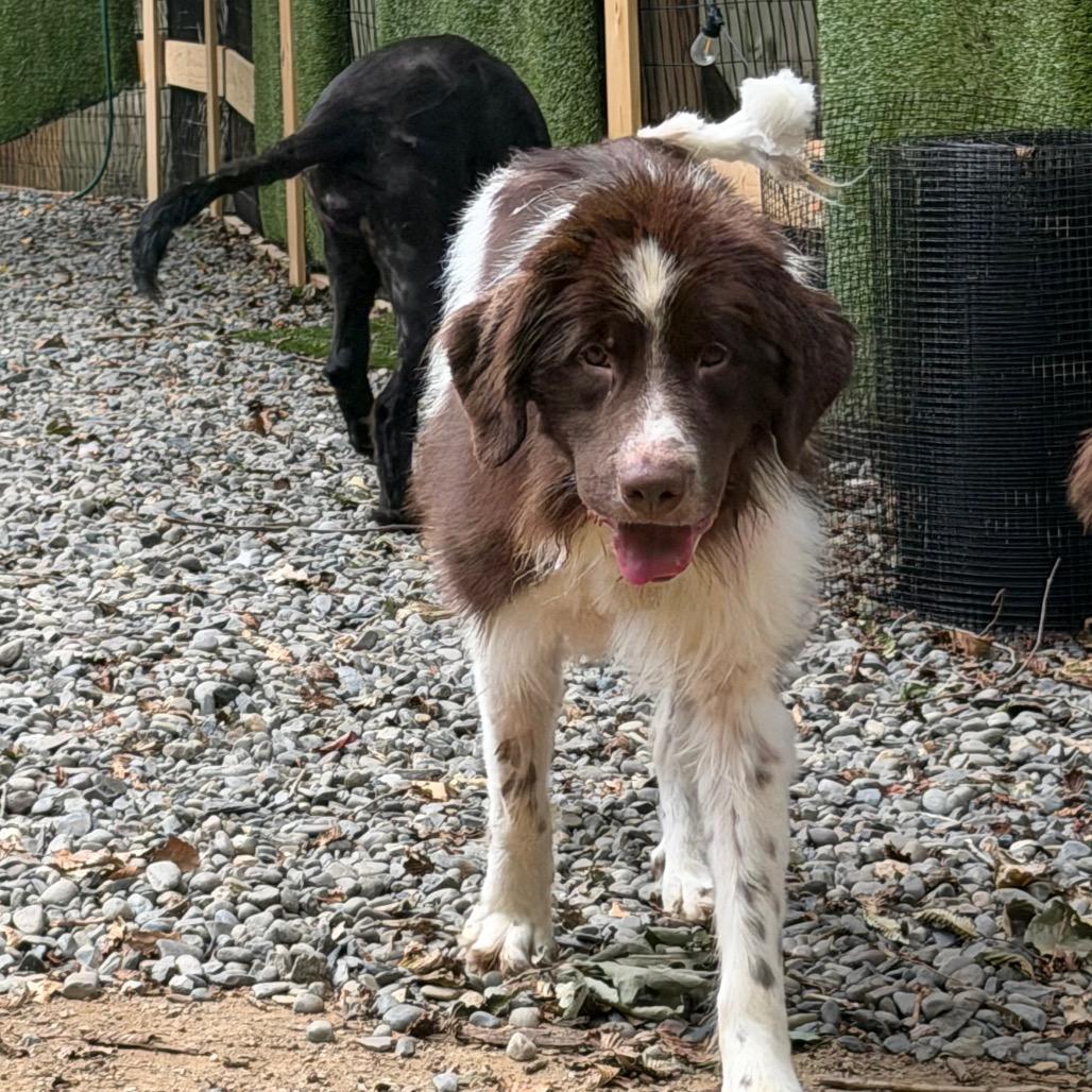 Brownie, a Adoptable Newfoundland Dog in West Chester, PA image 3/6