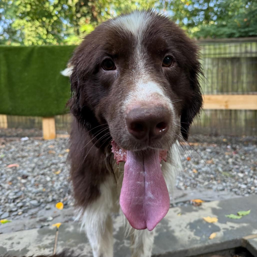 Brownie, a Adoptable Newfoundland Dog in West Chester, PA image 4/6