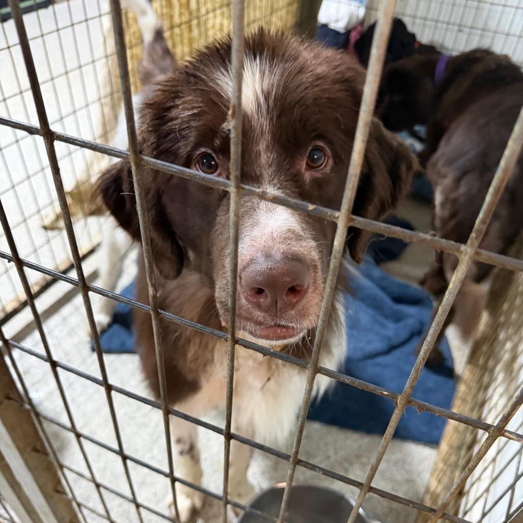 Brownie, a Adoptable Newfoundland Dog in West Chester, PA image 5/6