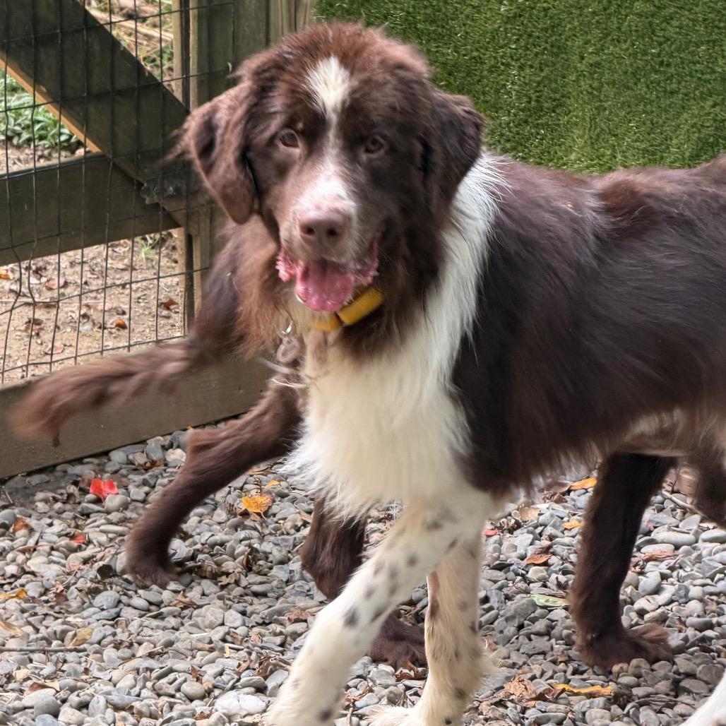 Brownie, a Adoptable Newfoundland Dog in West Chester, PA image 6/6