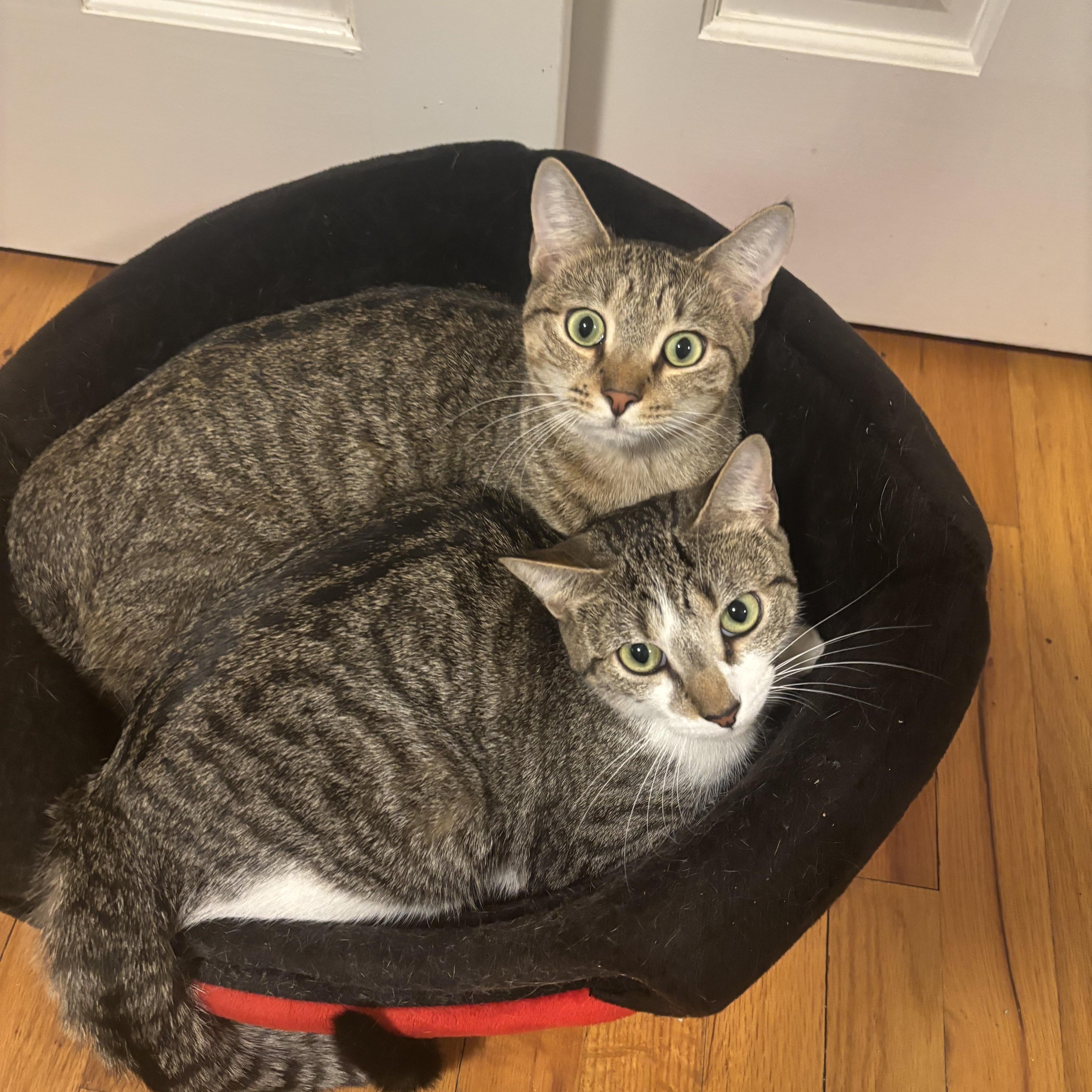 Linda & Emmylou ( Bonded Sisters) 2