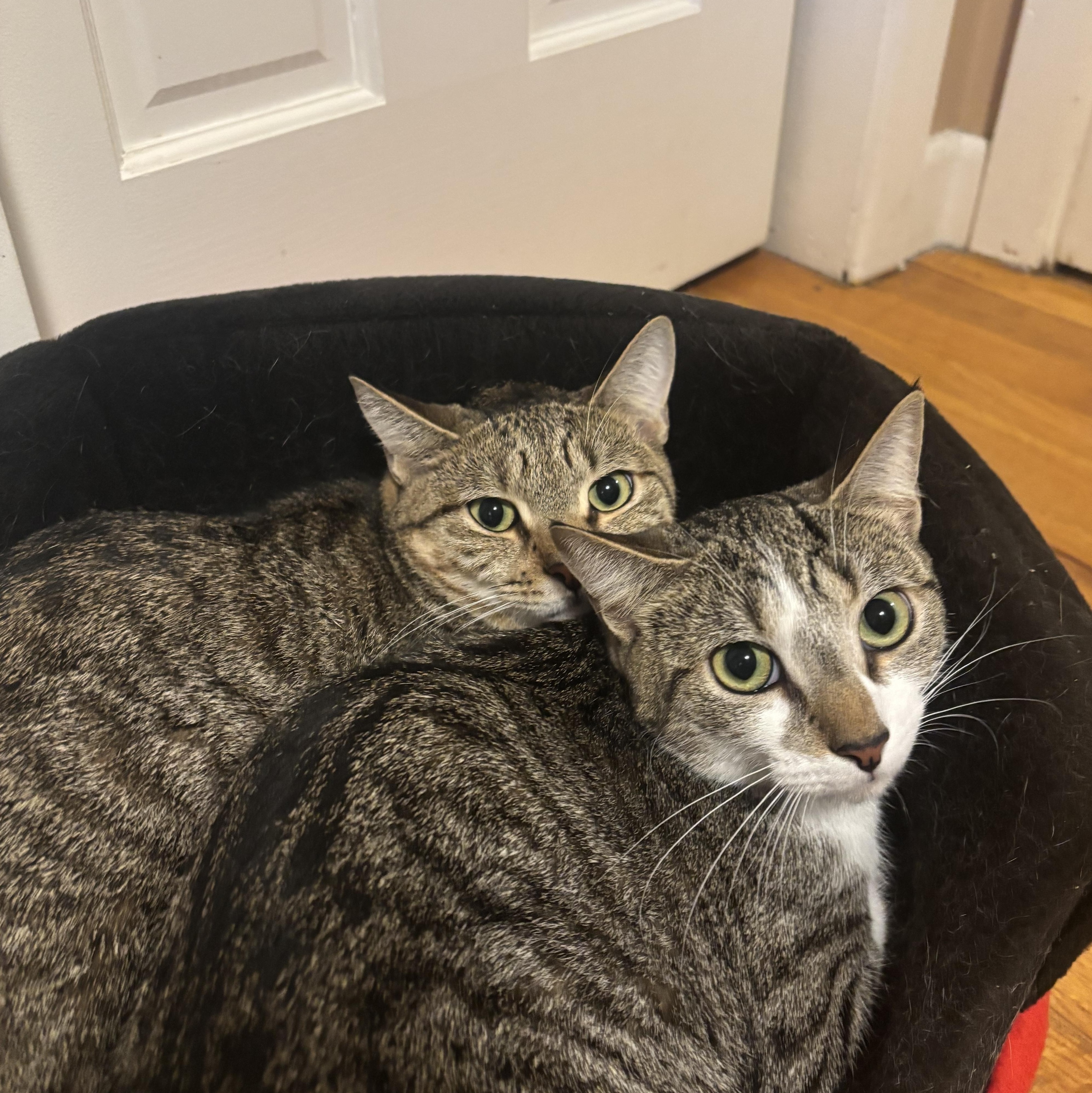 Linda & Emmylou ( Bonded Sisters) 4