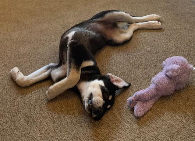 Anne, ADOPTABLE, Puppy Female Bernese Mountain Dog & Alaskan Malamute.
