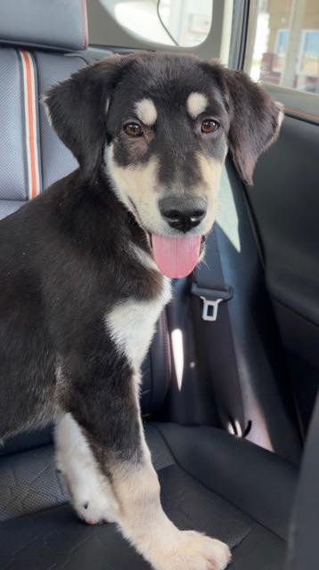 Anne, a ADOPTABLE mixed breed in Aspen, CO image 3/3