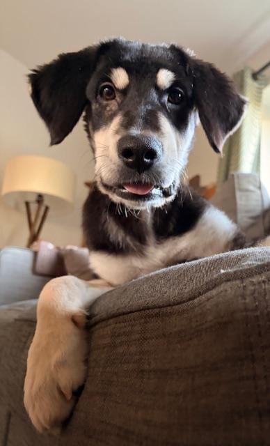 Anne, a ADOPTABLE mixed breed in Aspen, CO image 2/3