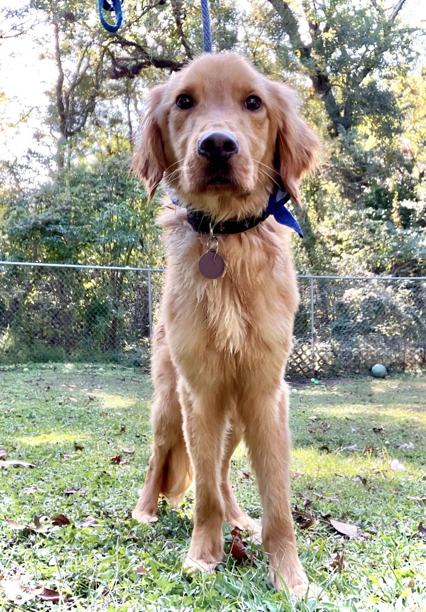 Myles, a Adopted mixed breed in Baton Rouge, LA image 1/4