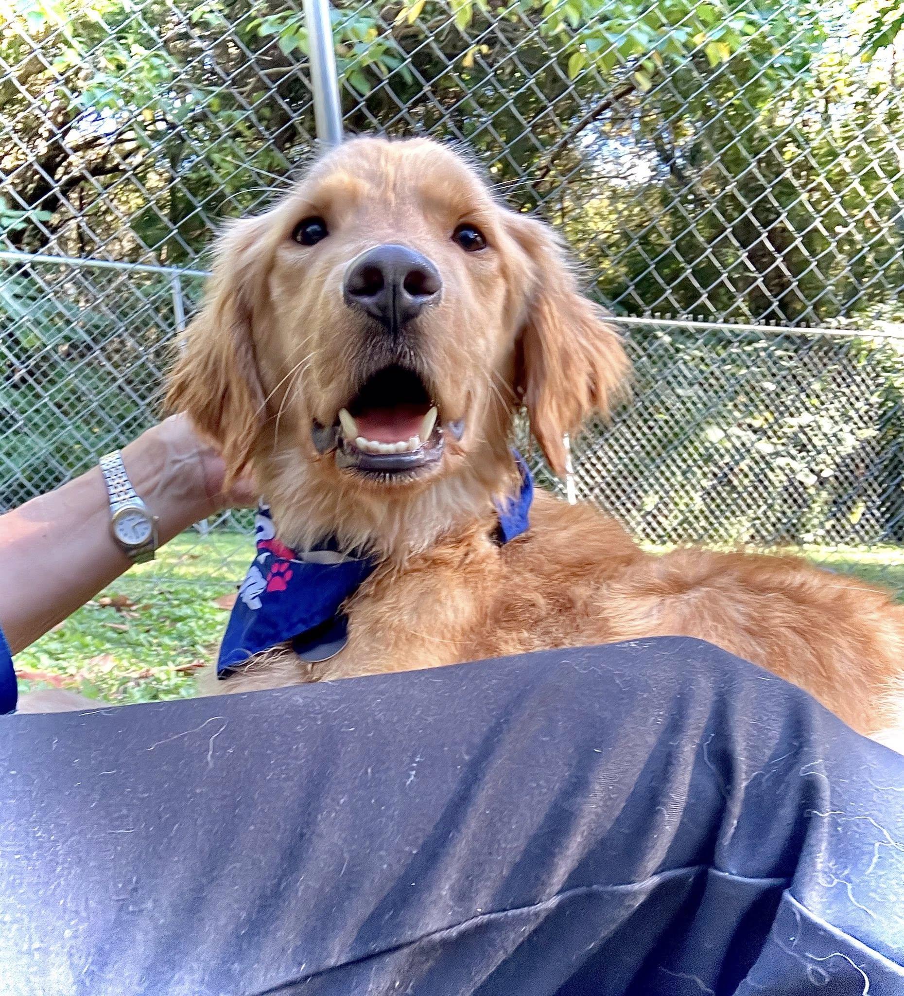 Myles, a Adopted mixed breed in Baton Rouge, LA image 2/4