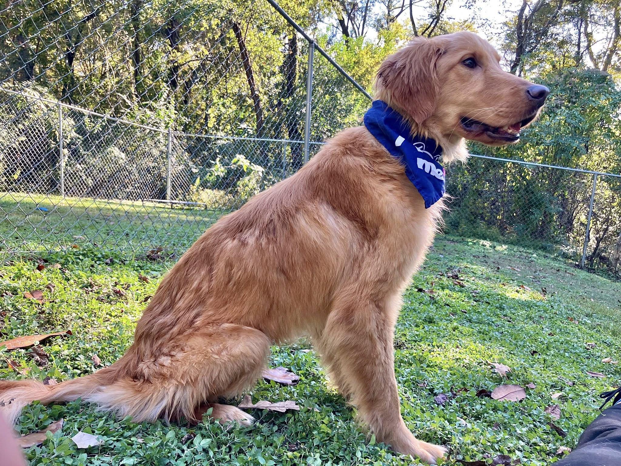 Myles, a Adopted mixed breed in Baton Rouge, LA image 3/4