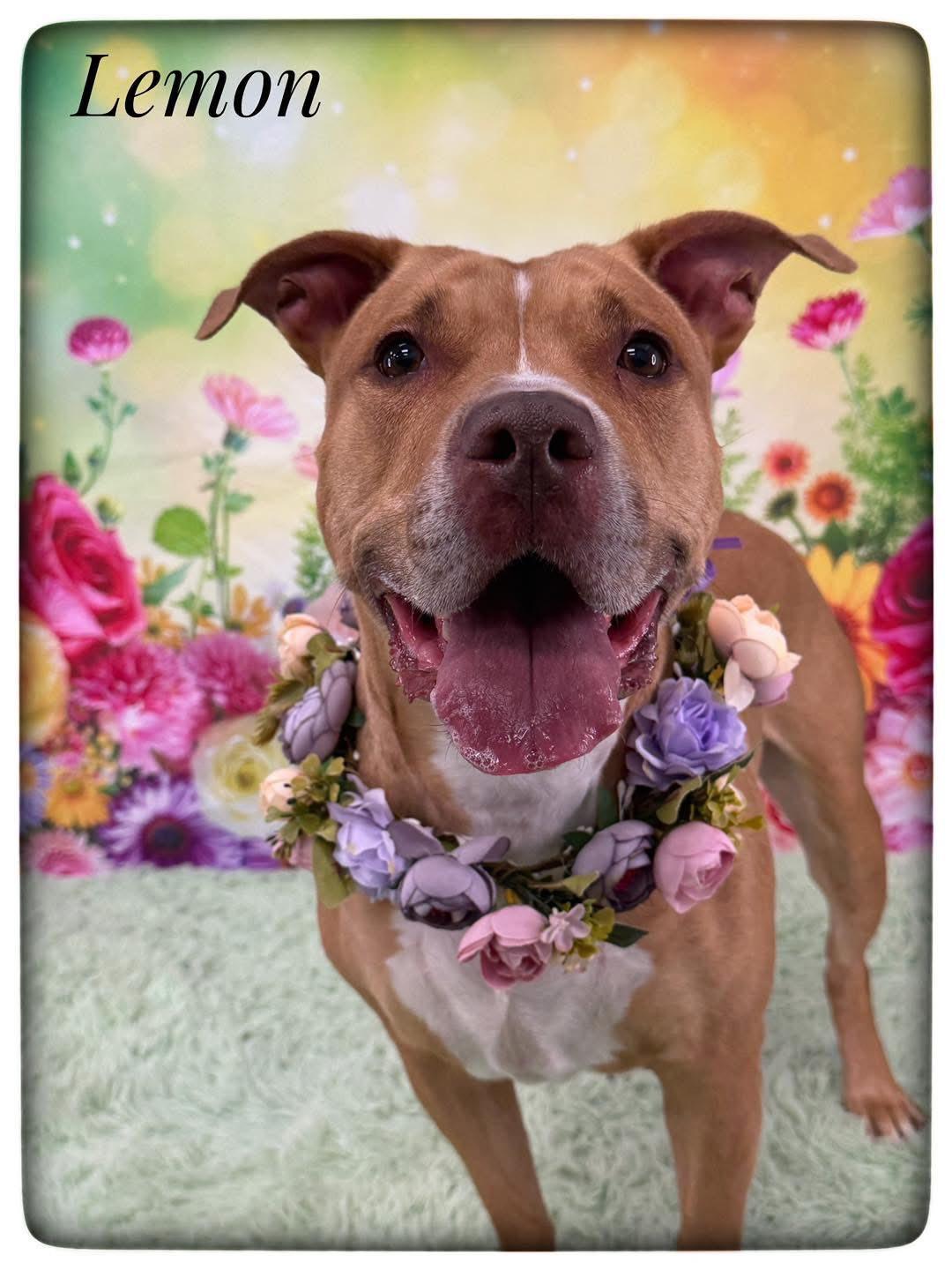 Enlarge Lemon, a ADOPTABLE Mixed Breed in Flint, MI image 1/1