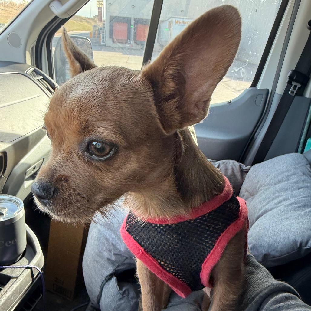 Amelie, Adoptable, Puppy Female French Bulldog & Yorkshire Terrier.