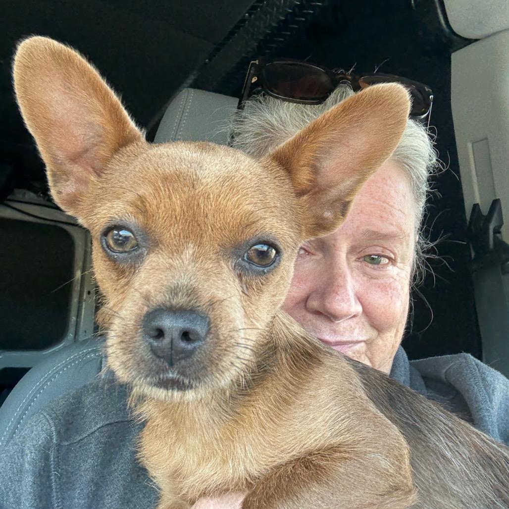 Enlarge Amelie, a Adoptable mixed breed in Ennis, TX image 2/2