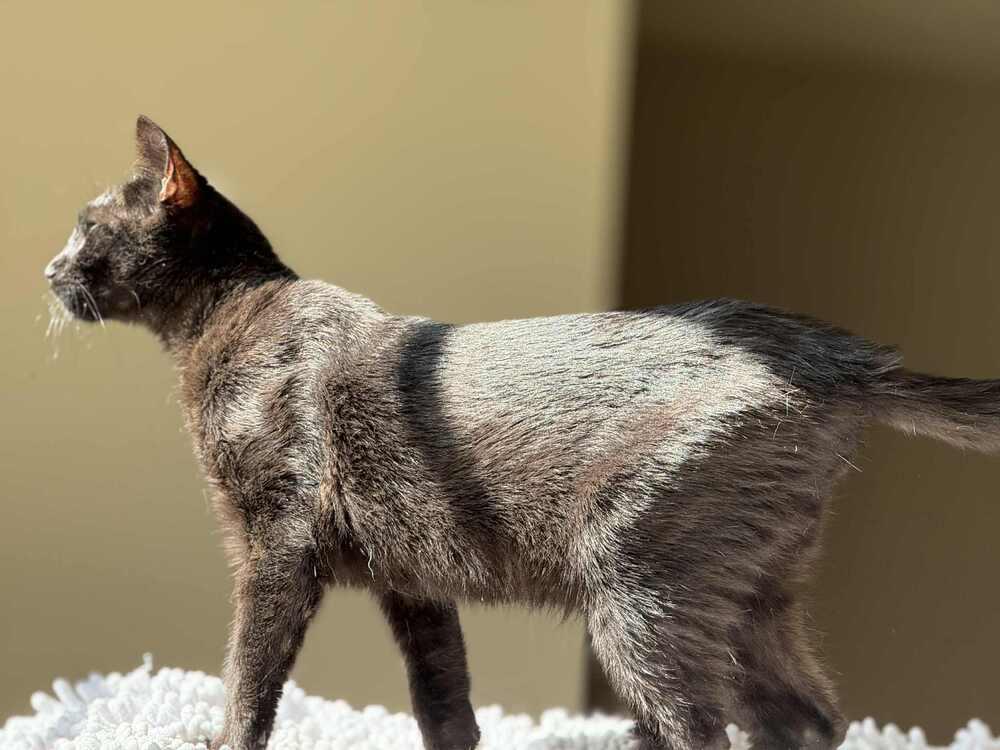 Mario, a Adoptable mixed breed in Salisbury, NC image 3/3