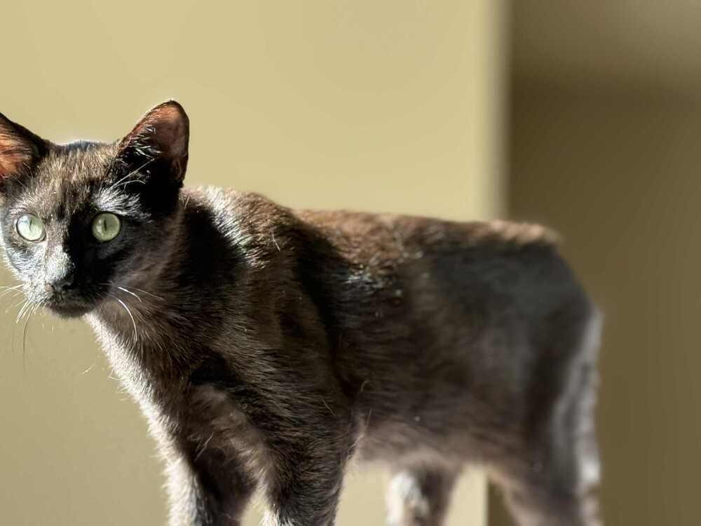 Mario, a Adoptable mixed breed in Salisbury, NC image 3/5