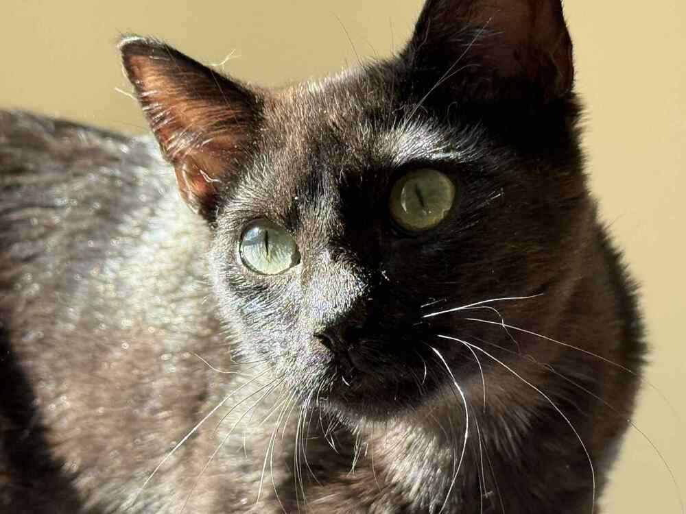 Mario, Adoptable, Young Male American Bobtail & Domestic Short Hair.