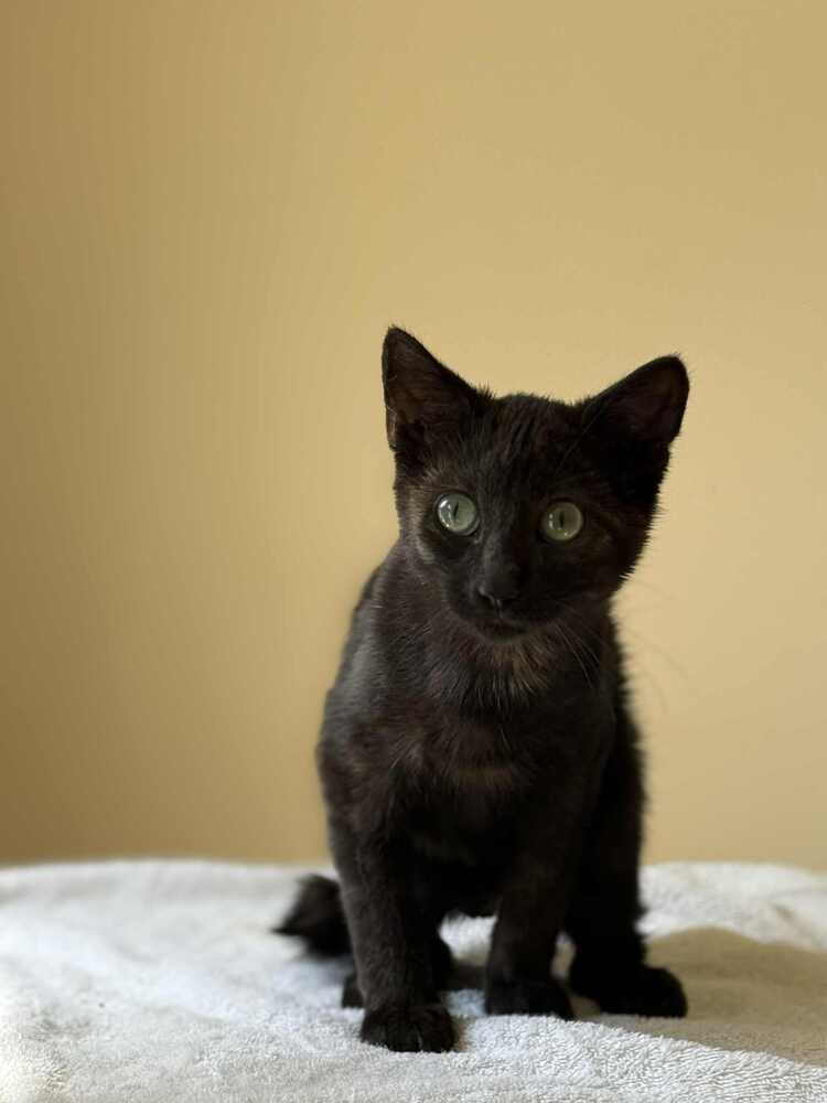 Mario, a Adoptable mixed breed in Salisbury, NC image 4/5