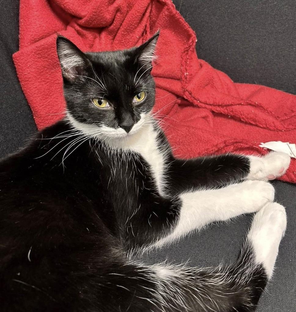 Skyler, Adoptable, Young Female Domestic Short Hair.