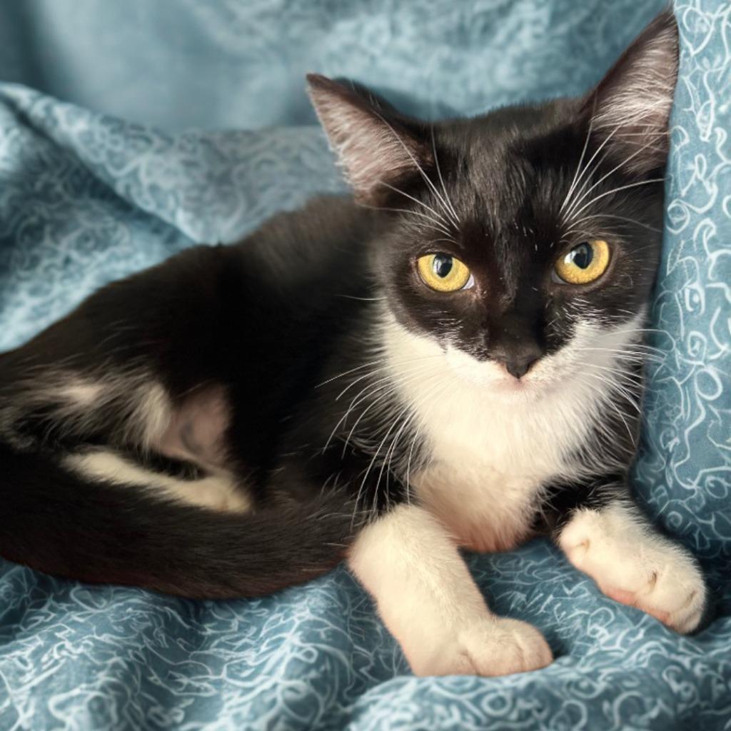 Enlarge Skyler, a Adoptable mixed breed in Cumming, GA image 1/1