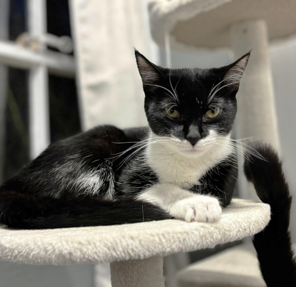 Enlarge Skyler, a Adoptable mixed breed in Cumming, GA image 2/3