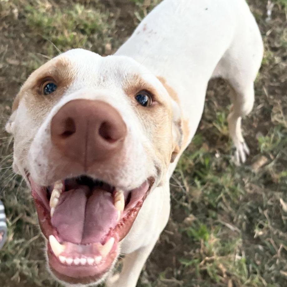Mack, Adoptable, Adult Male Pointer & Labrador Retriever.