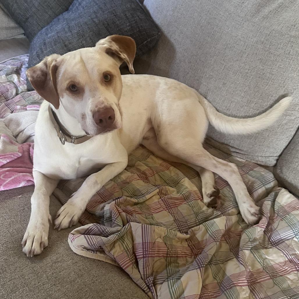 Mack, a Adoptable mixed breed in Wadena, MN image 2/3