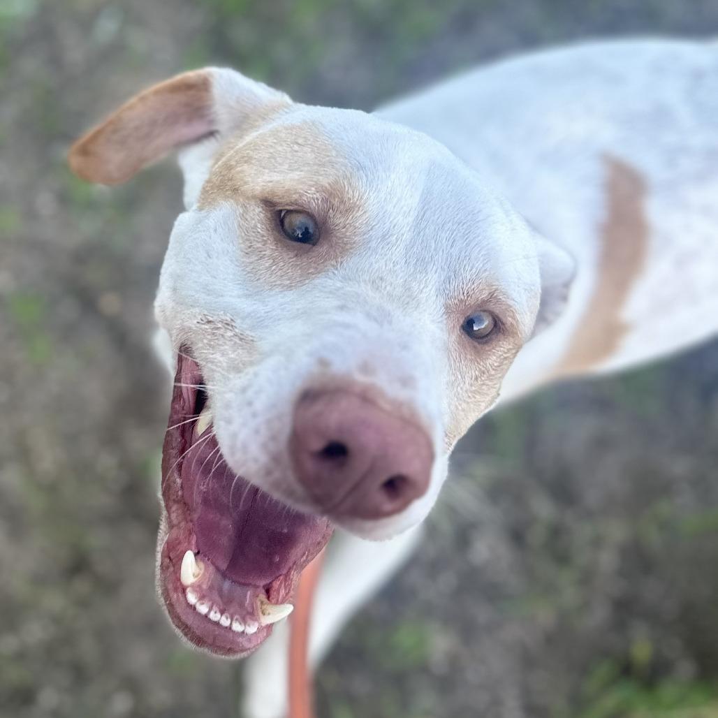 Mack, a Adoptable mixed breed in Wadena, MN image 3/3