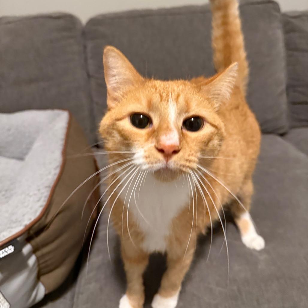 Enlarge Lovey C6397, a Adoptable Domestic Short Hair in Princeton, MN image 2/5