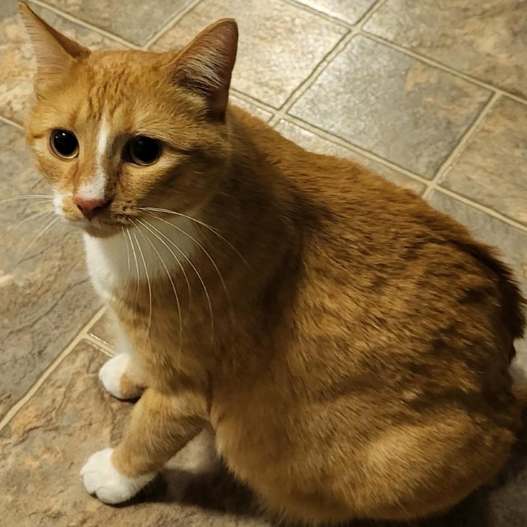 Lovey C6397, Adoptable, Young Female Domestic Short Hair.