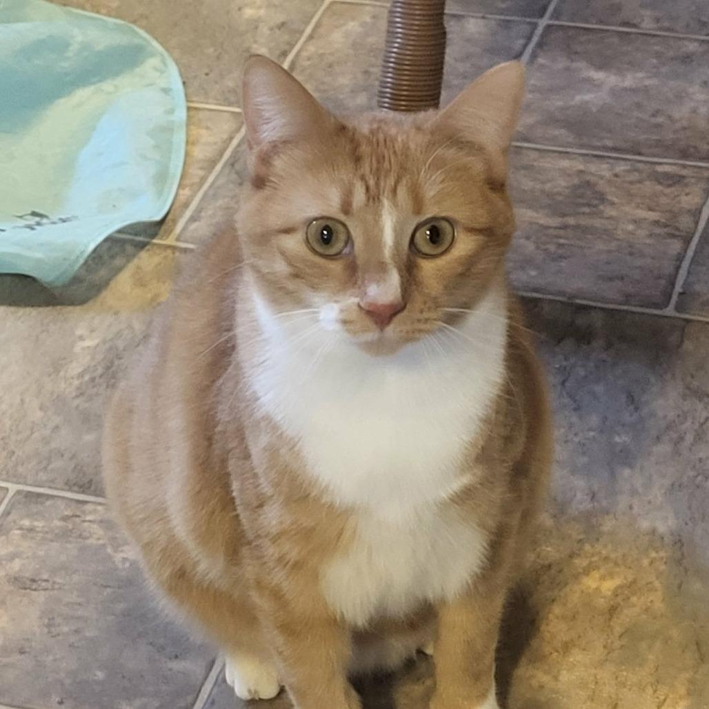 Enlarge Lovey C6397, a Adoptable Domestic Short Hair in Princeton, MN image 4/5
