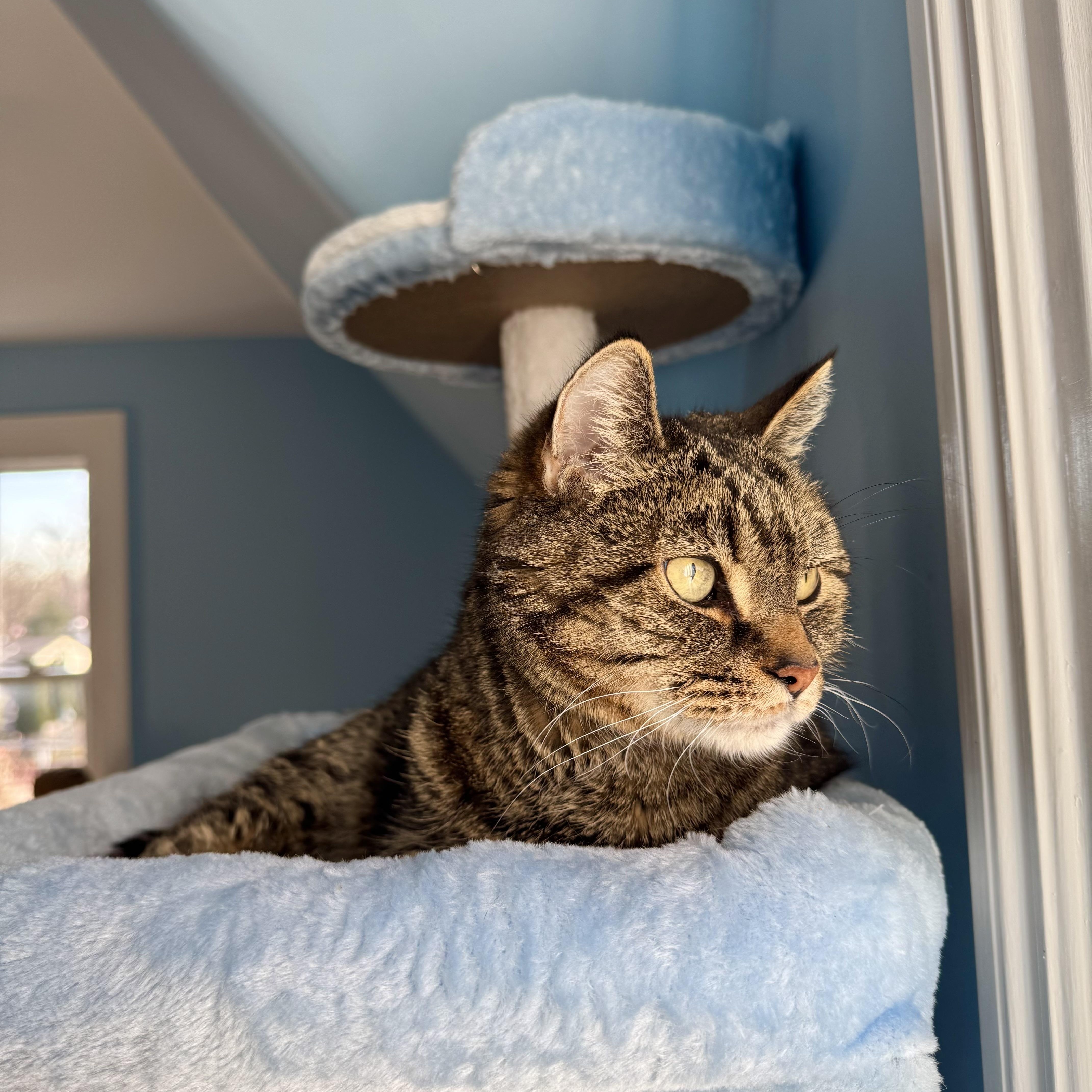 Enlarge Bowie, a ADOPTABLE Domestic Short Hair in Ramsey, NJ image 5/5