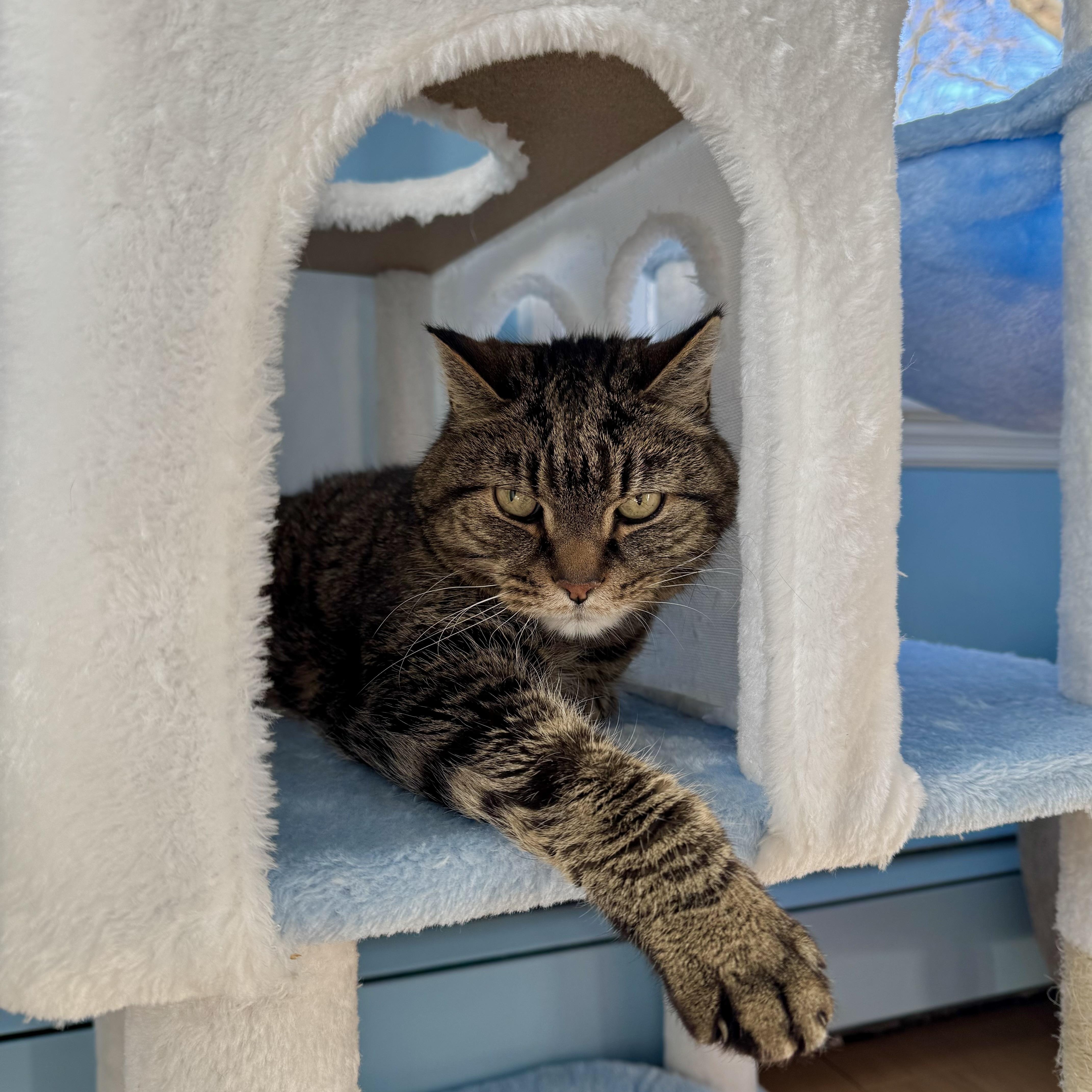 Enlarge Bowie, a ADOPTABLE Domestic Short Hair in Ramsey, NJ image 4/5