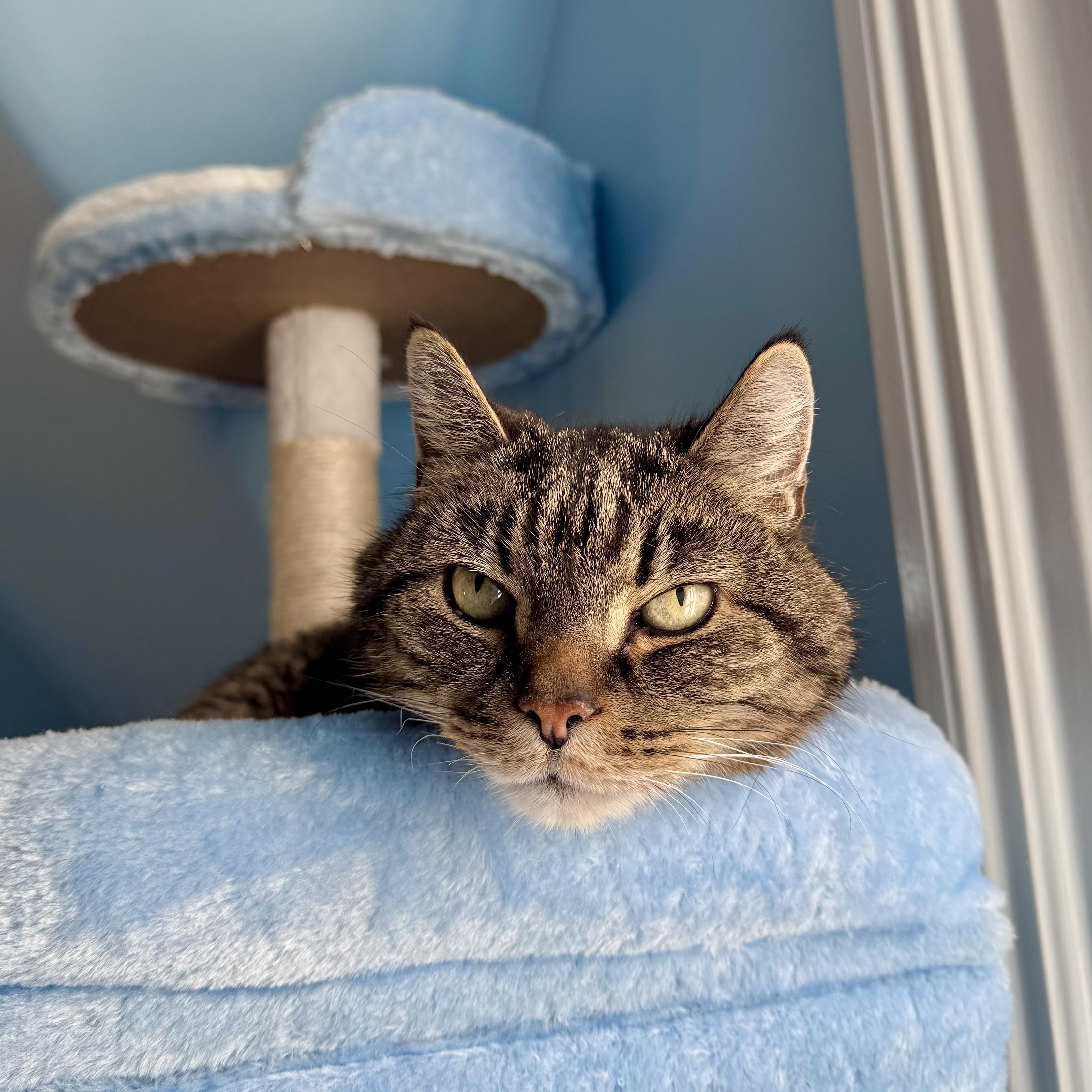 Enlarge Bowie, a ADOPTABLE Domestic Short Hair in Ramsey, NJ image 2/5