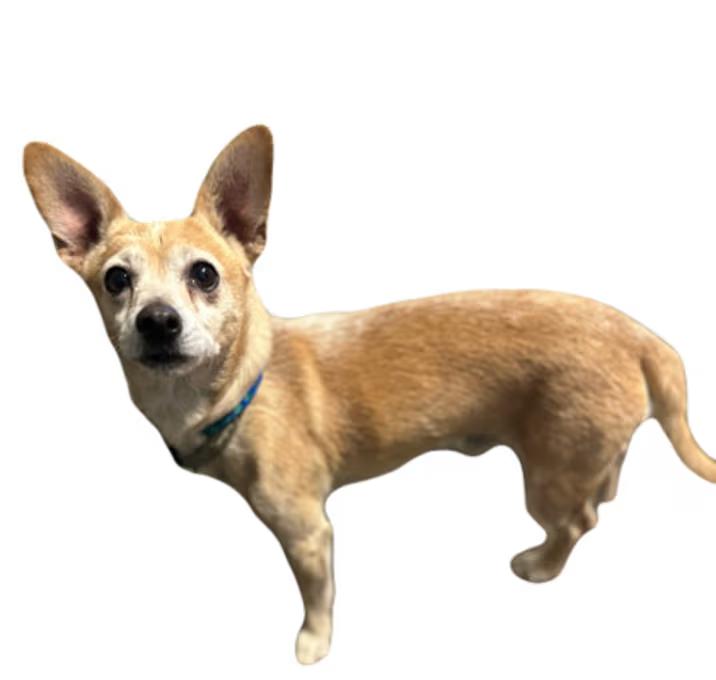 Jim, adopted, Adult Male Chihuahua.