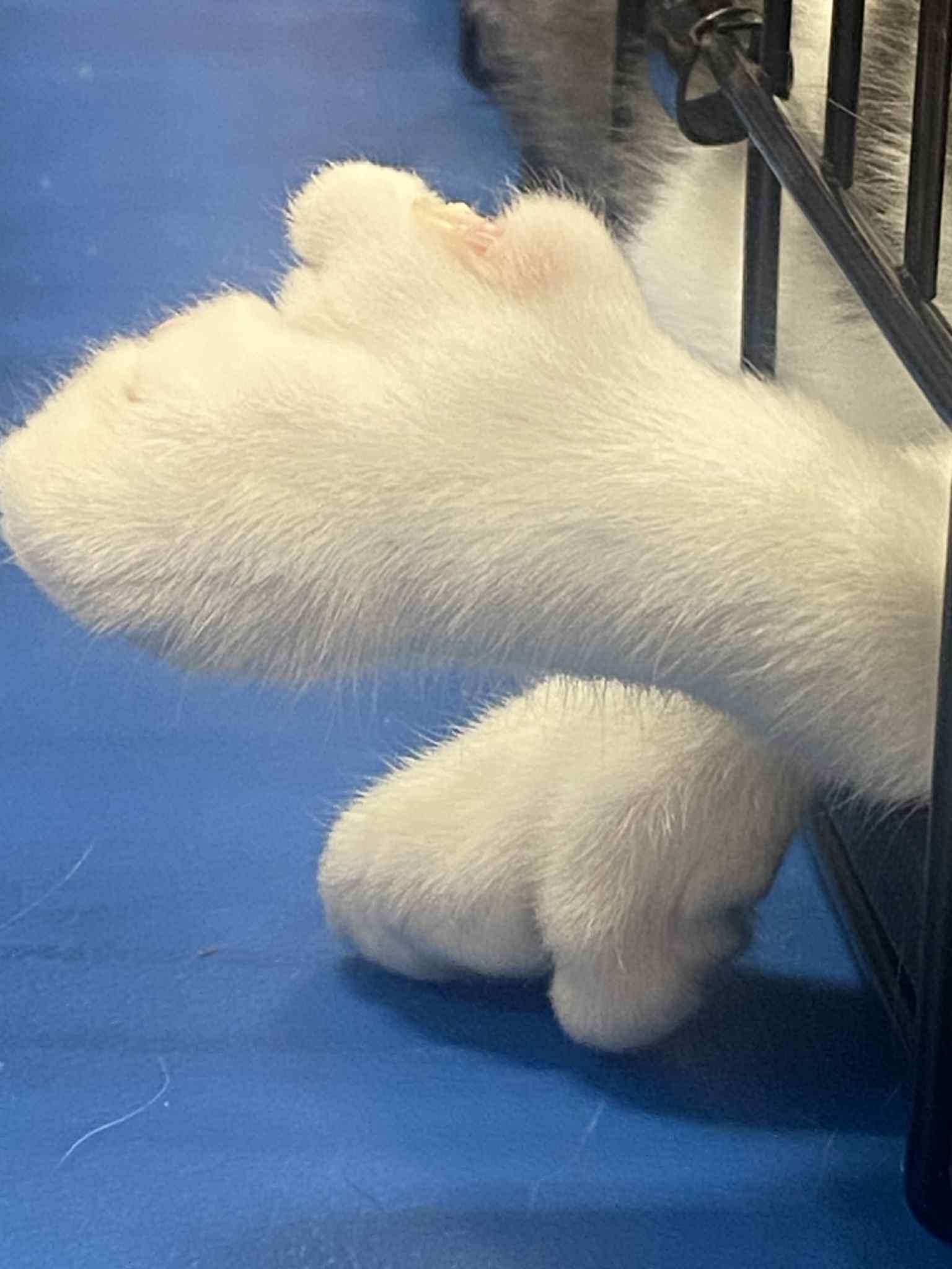 Mario, a Adoptable Extra-Toes Cat / Hemingway Polydactyl in Barrington Hills, IL image 3/4