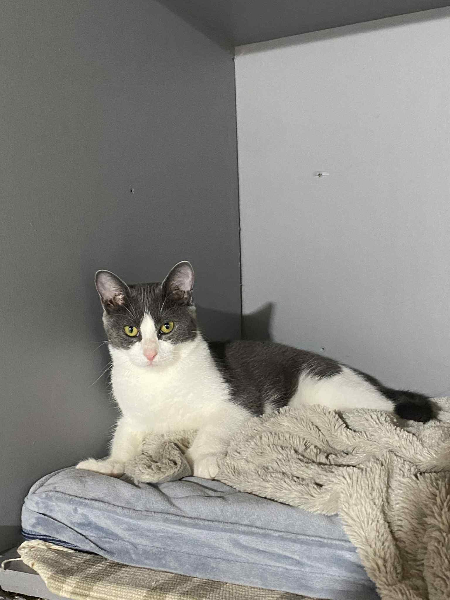 Mario, a Adoptable Extra-Toes Cat / Hemingway Polydactyl in Barrington Hills, IL image 1/4