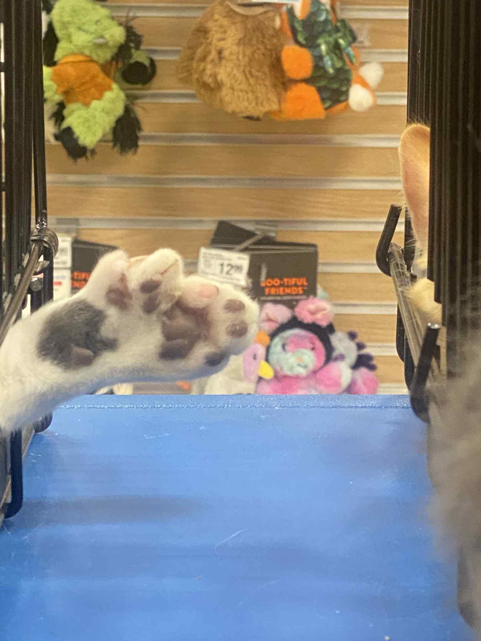 Mario, a Adoptable Extra-Toes Cat / Hemingway Polydactyl in Barrington Hills, IL image 4/4