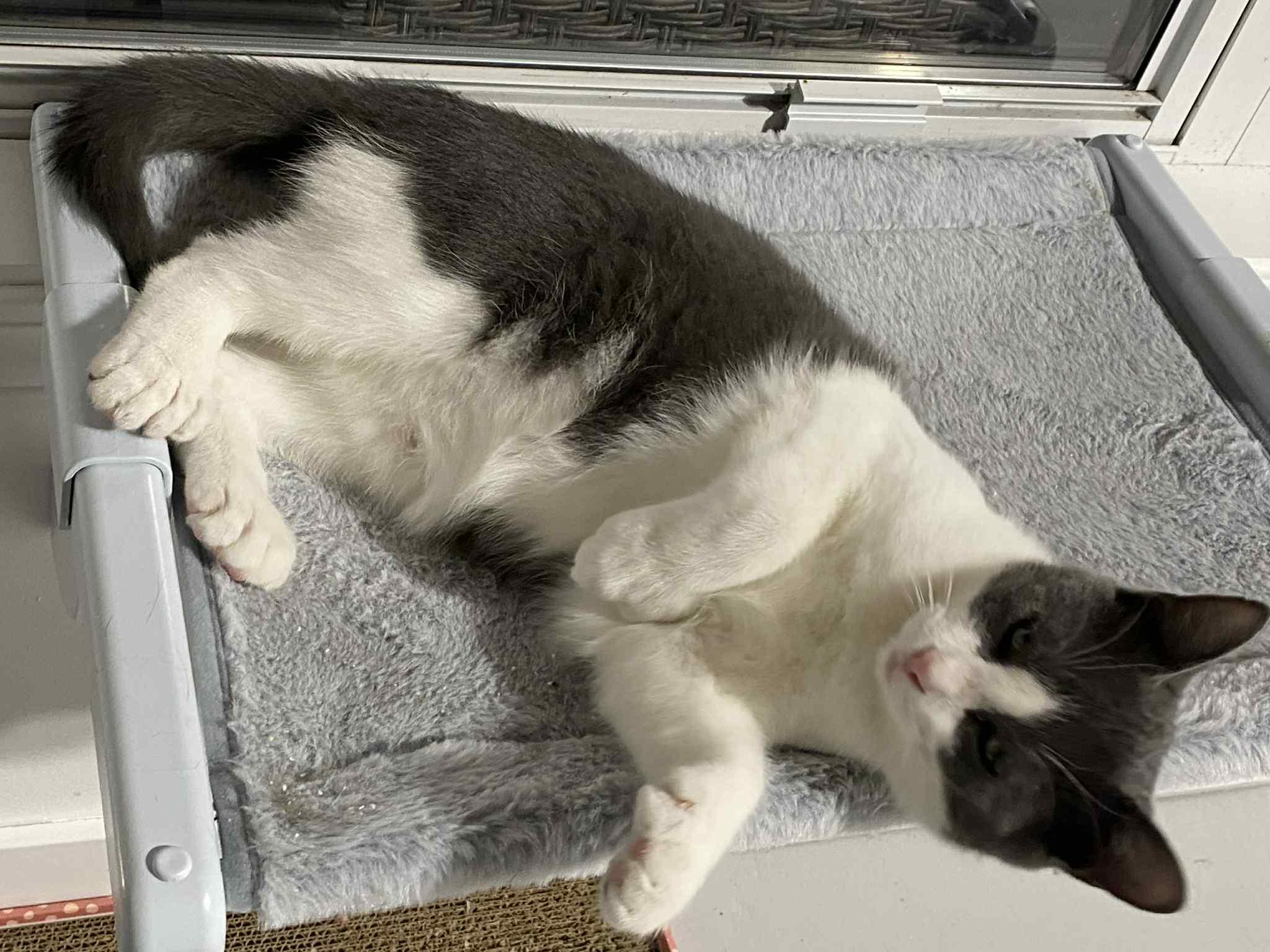 Mario, a Adoptable Extra-Toes Cat / Hemingway Polydactyl in Barrington Hills, IL image 2/4