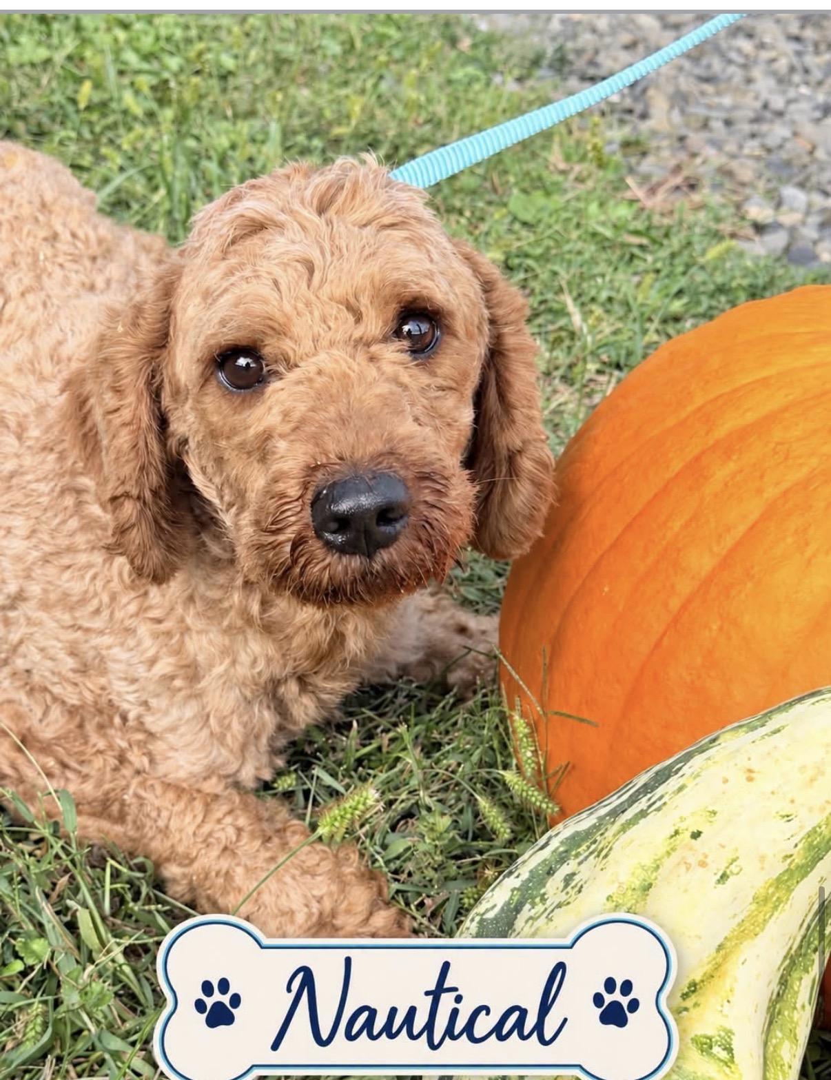 Nautical, Adoptable, Adult Male Miniature Poodle.