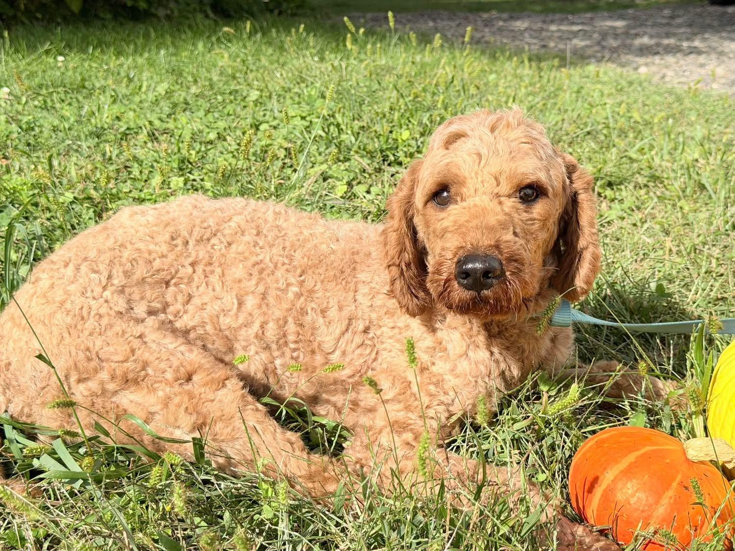 Enlarge Nautical, a Adoptable Miniature Poodle in Havertown, PA image 2/2
