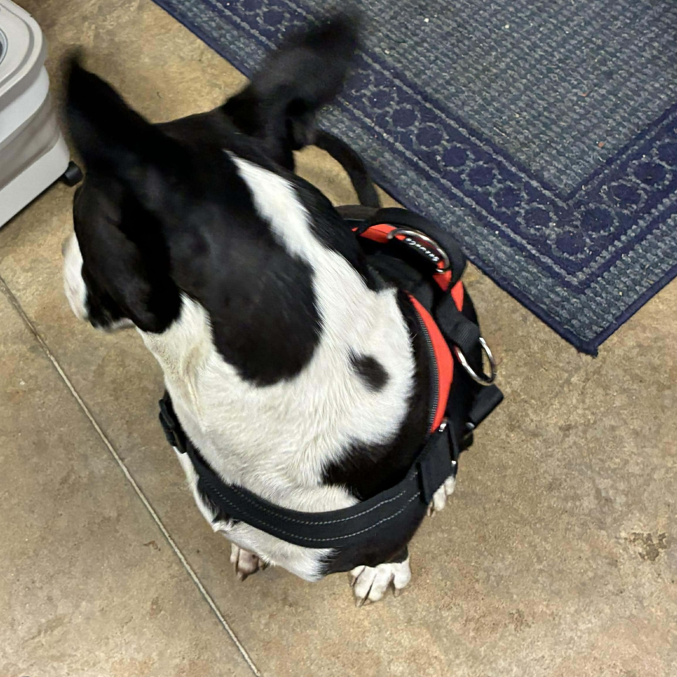 Moose Johnston, a Adoptable mixed breed in Petersburg, IL image 5/5