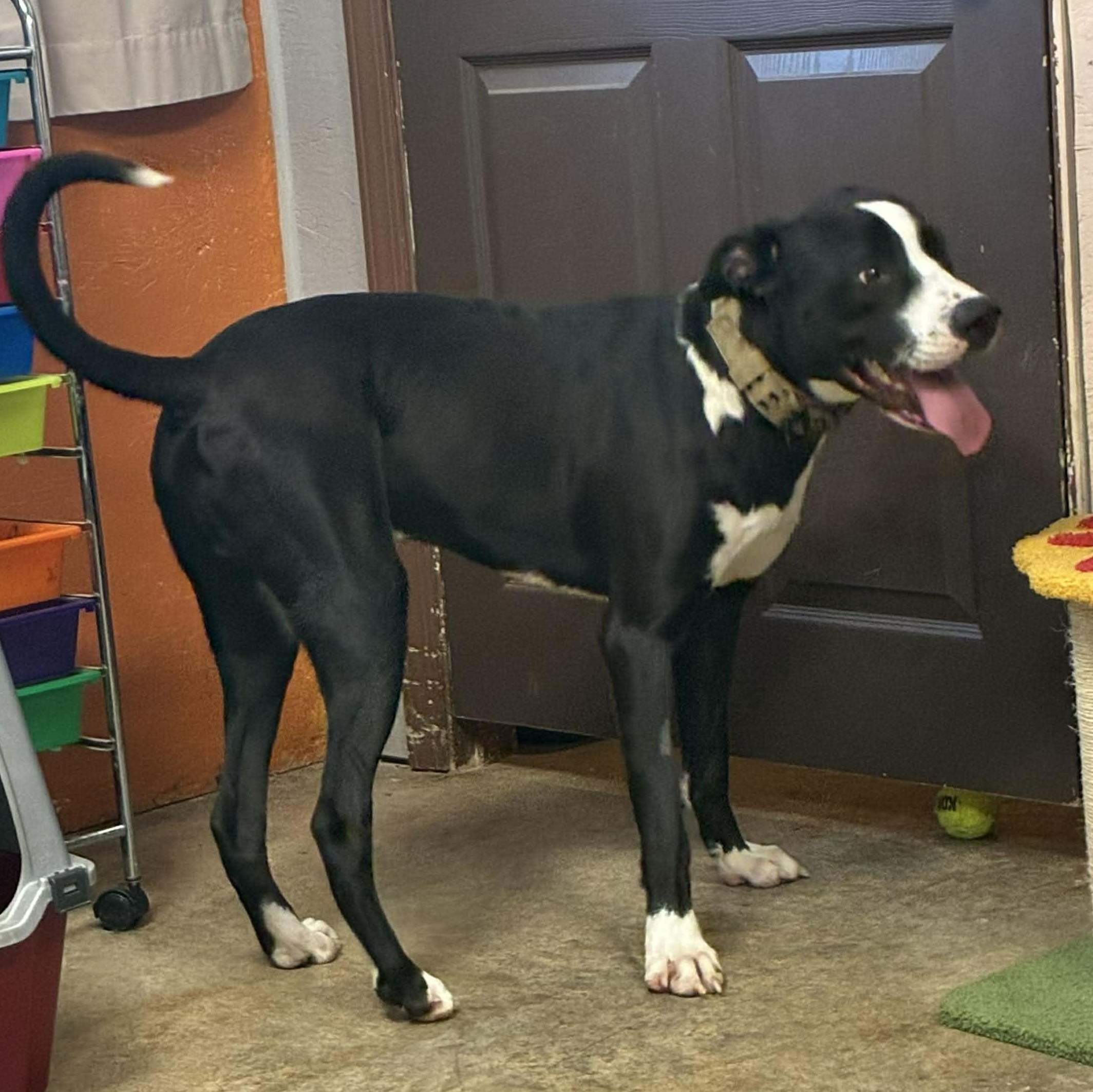 Enlarge Moose Johnston, a Adoptable mixed breed in Petersburg, IL image 1/6