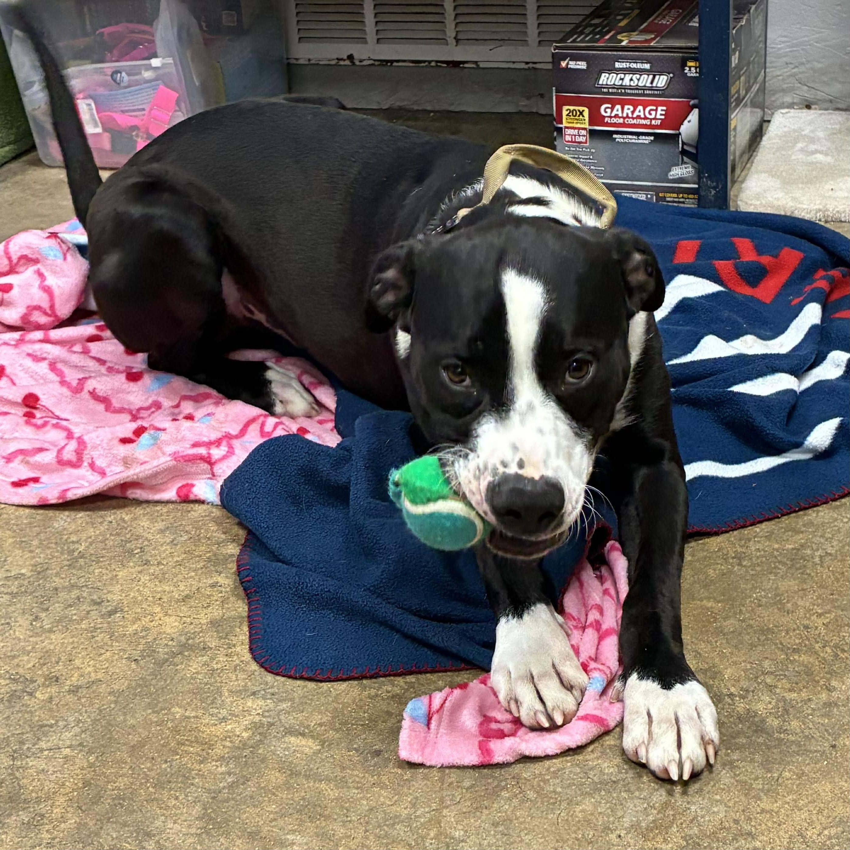 Enlarge Moose Johnston, a Adoptable mixed breed in Petersburg, IL image 2/6